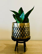 Verona Textured Planter