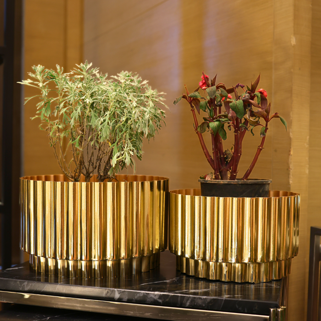 Two gold metallic planters with plants on a reflective surface.