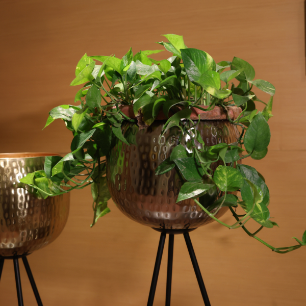 Potted plant on a stand with a brown background